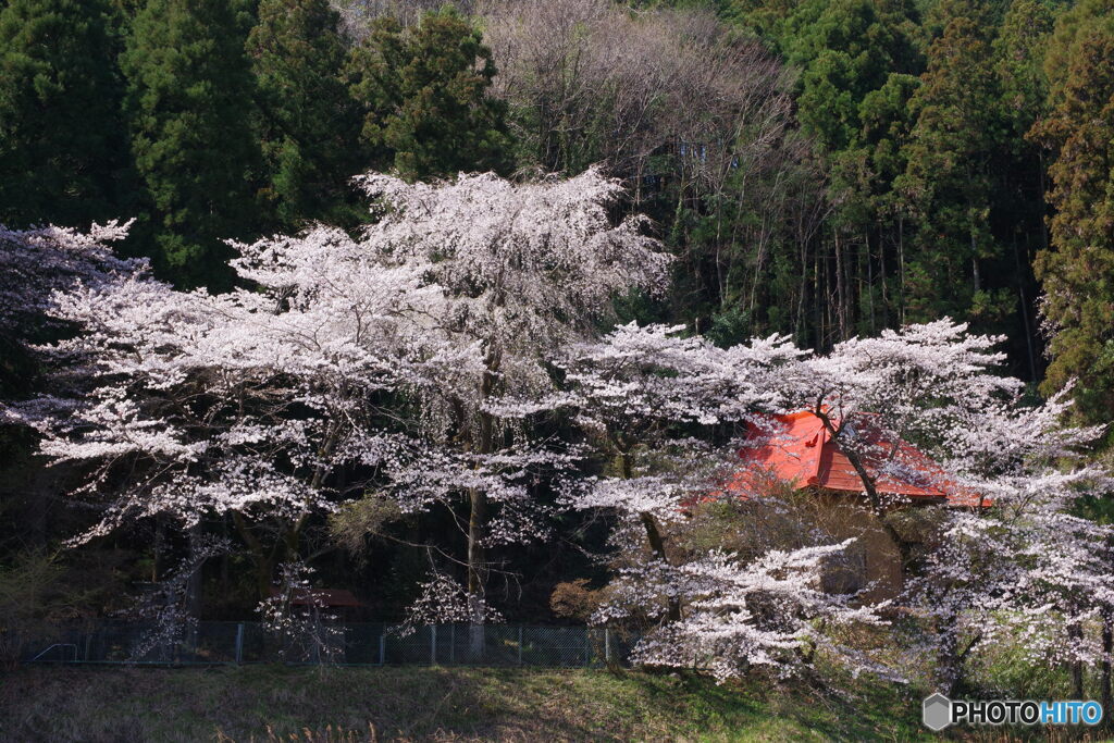 桜巡り８