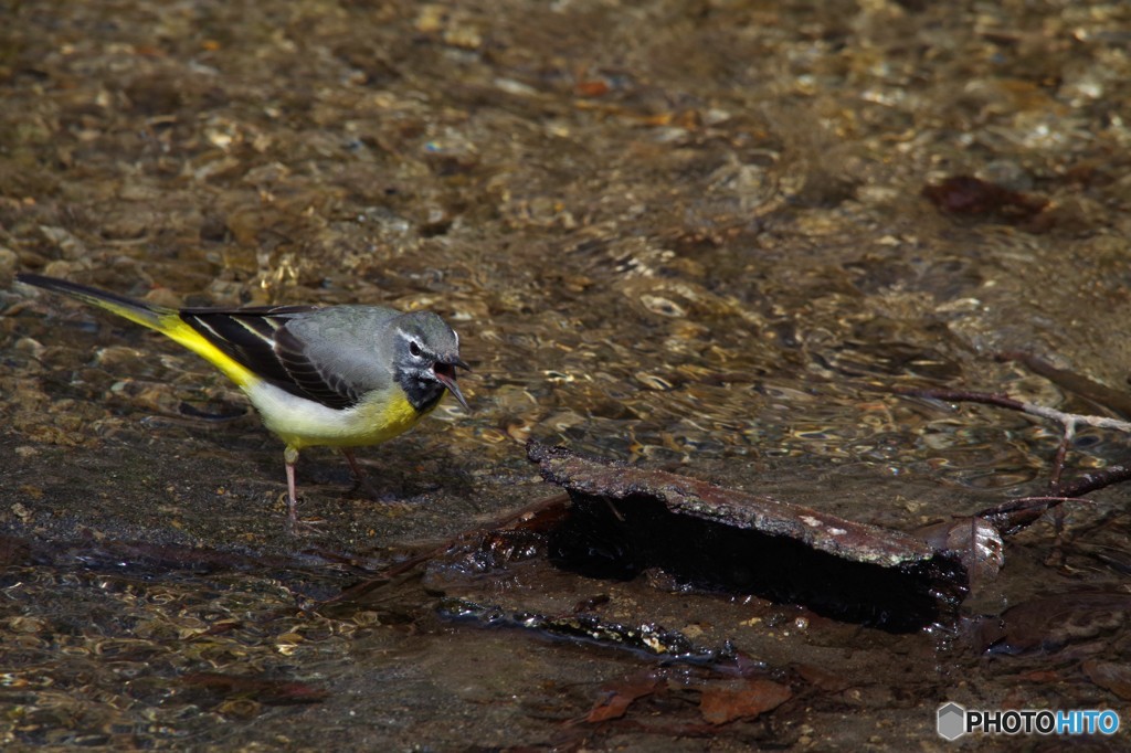 獲物はどこだ！