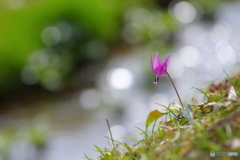 花は野のまま２