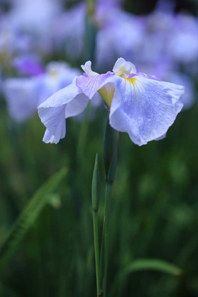 花菖蒲②