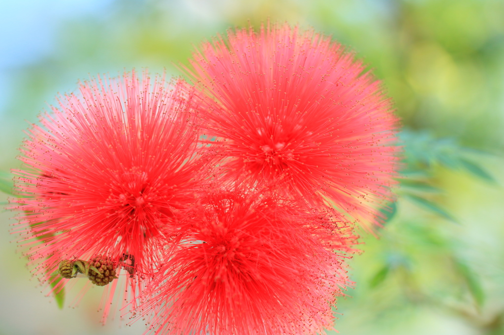 カリアンドラ　ハエマトケファラ