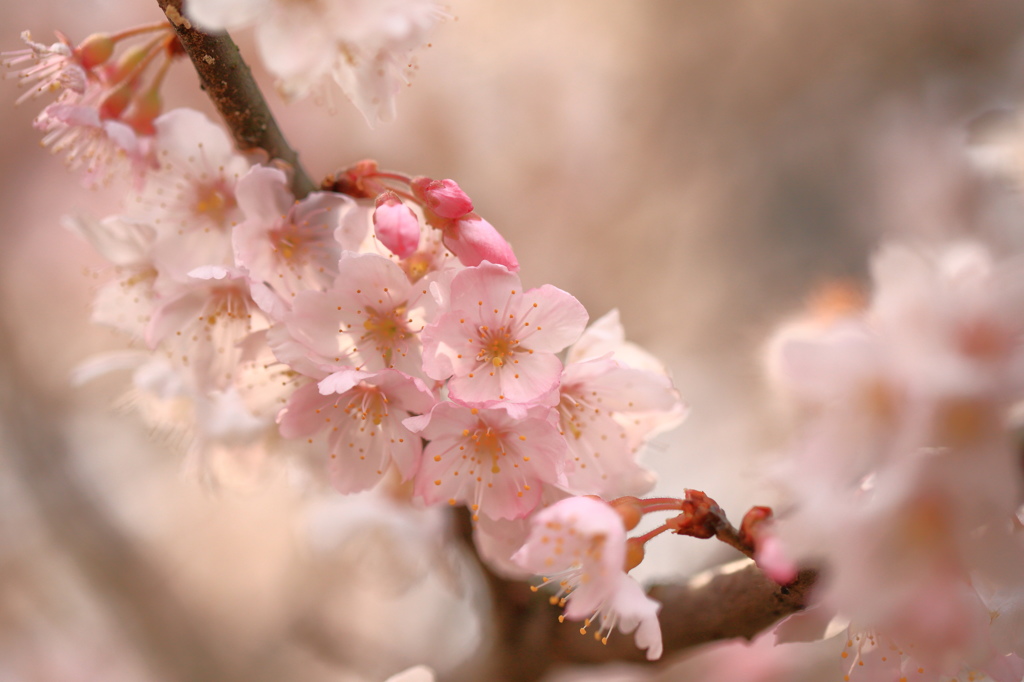 Flower called the spring