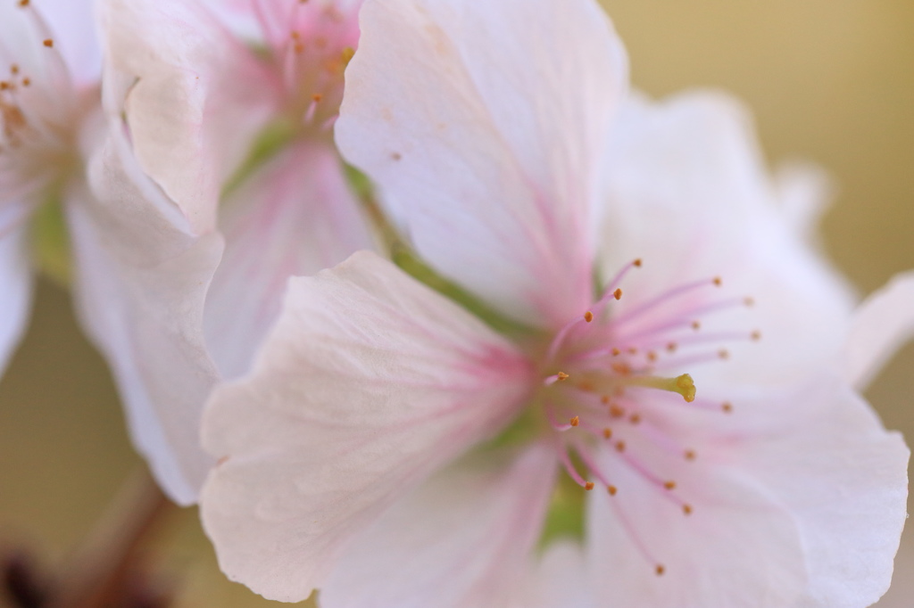 冬桜
