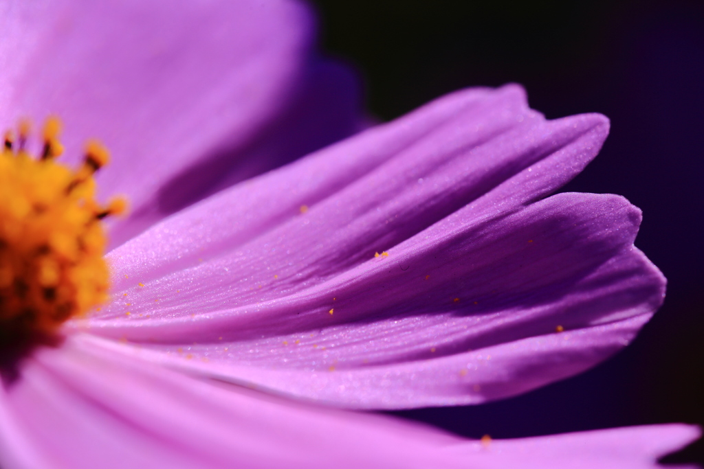 Wings of purple