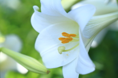 white trumpet