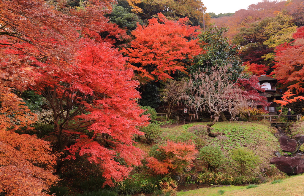 三渓園・紅葉①