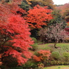 三渓園・紅葉①