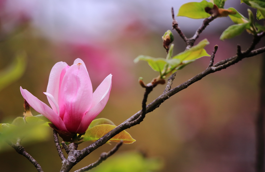 love of nature