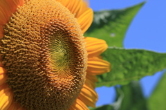 大きい夏