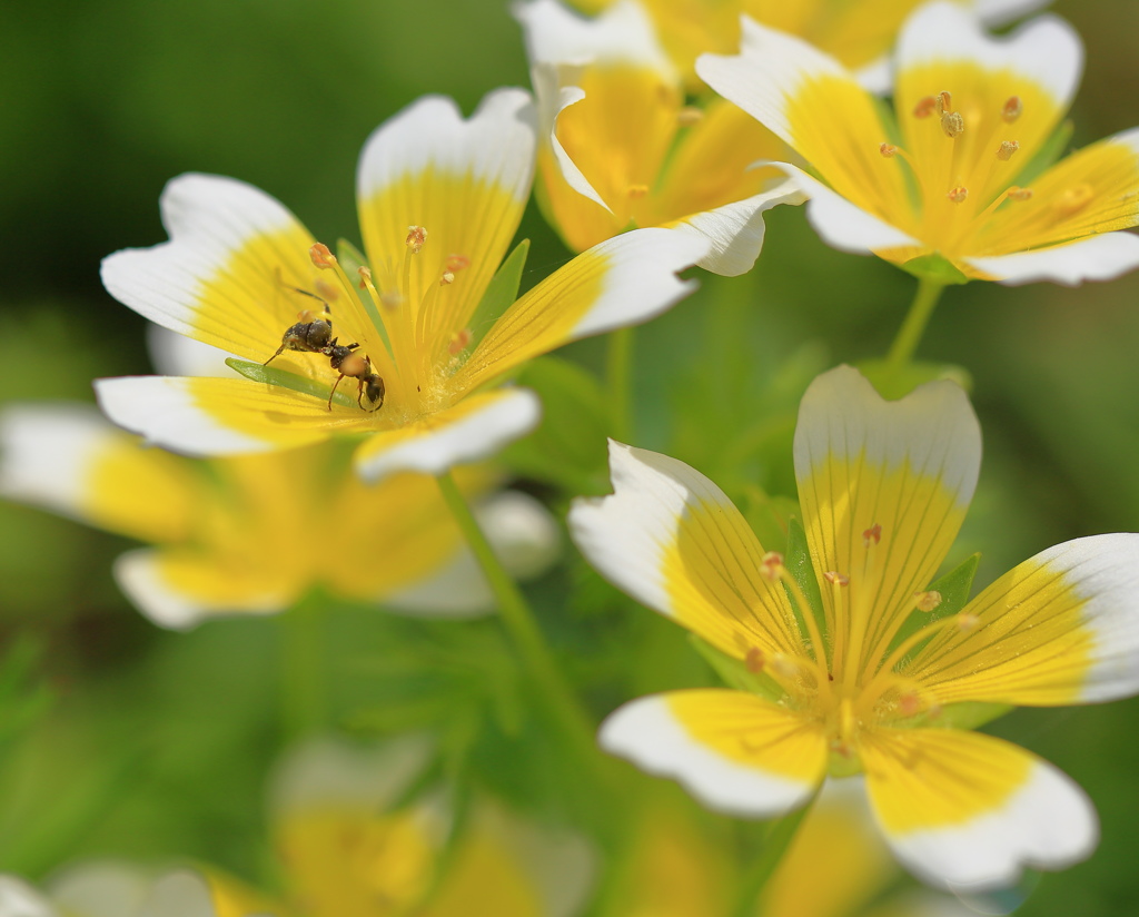 Spring bloom