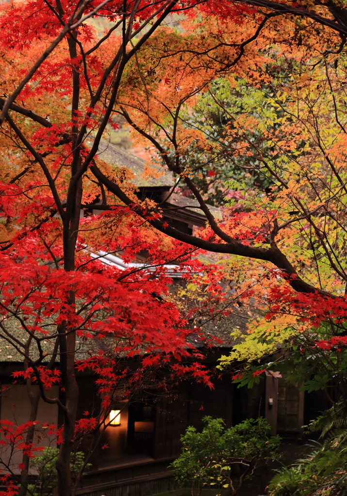 晩秋の三渓園