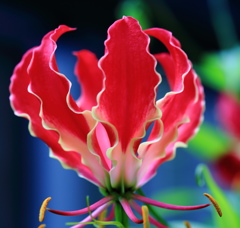 Climing Lily