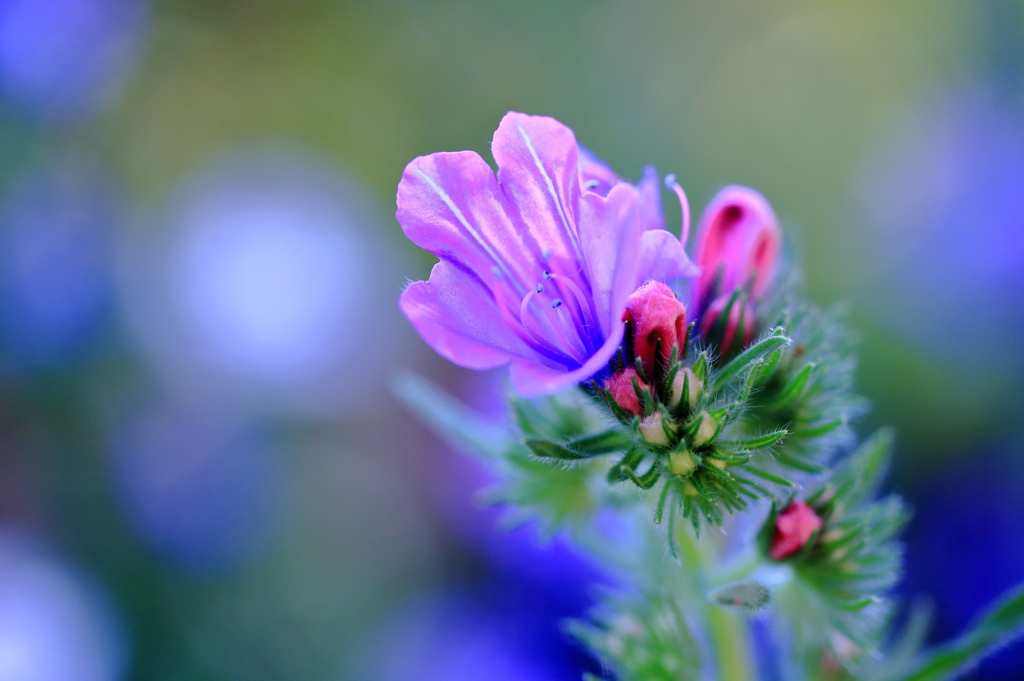 Echium Vulgare