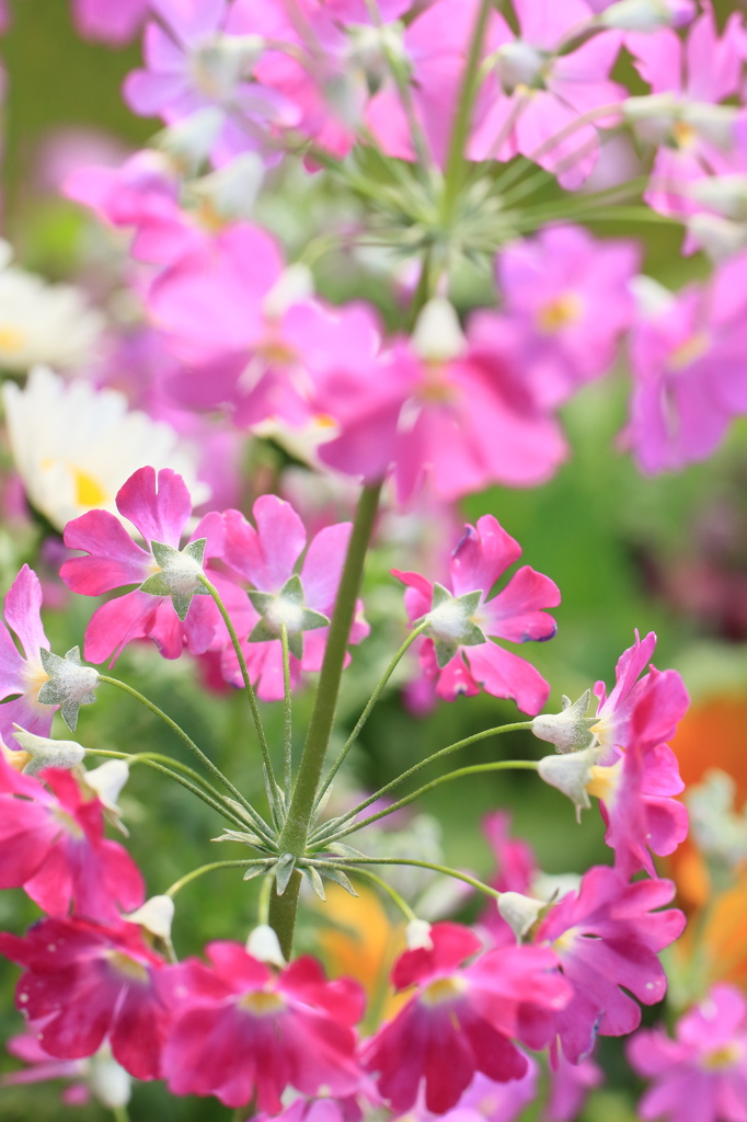 Flower Wheel