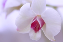 Phalaenopsis