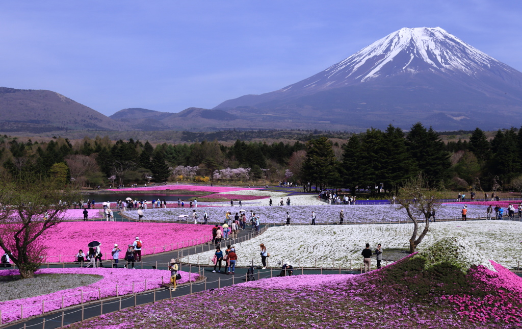 富士芝桜まつり②