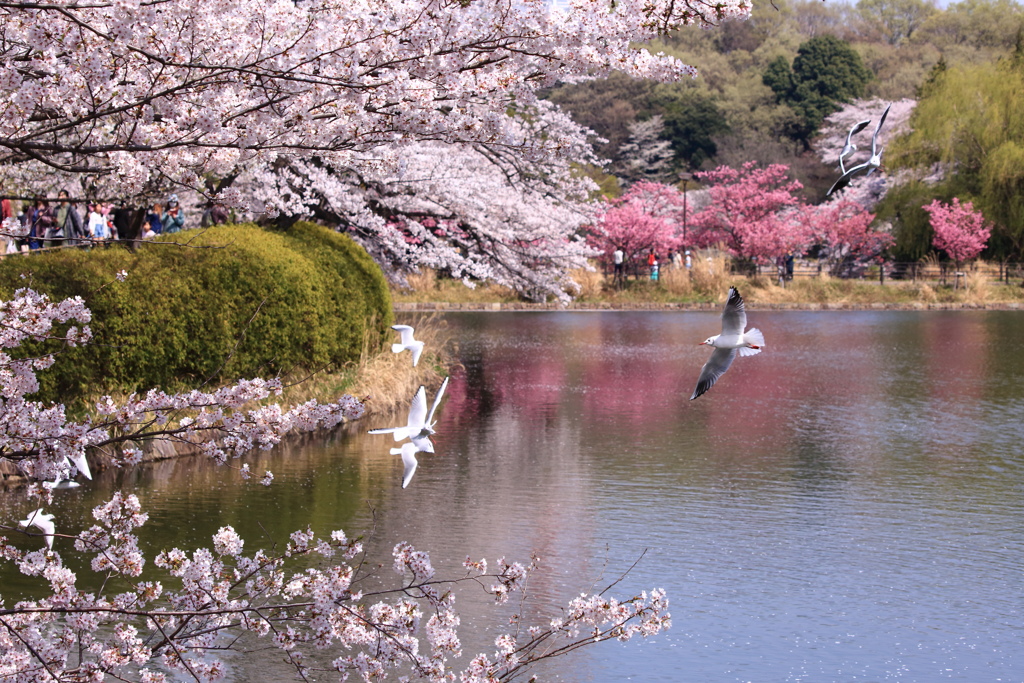 春を楽しむ