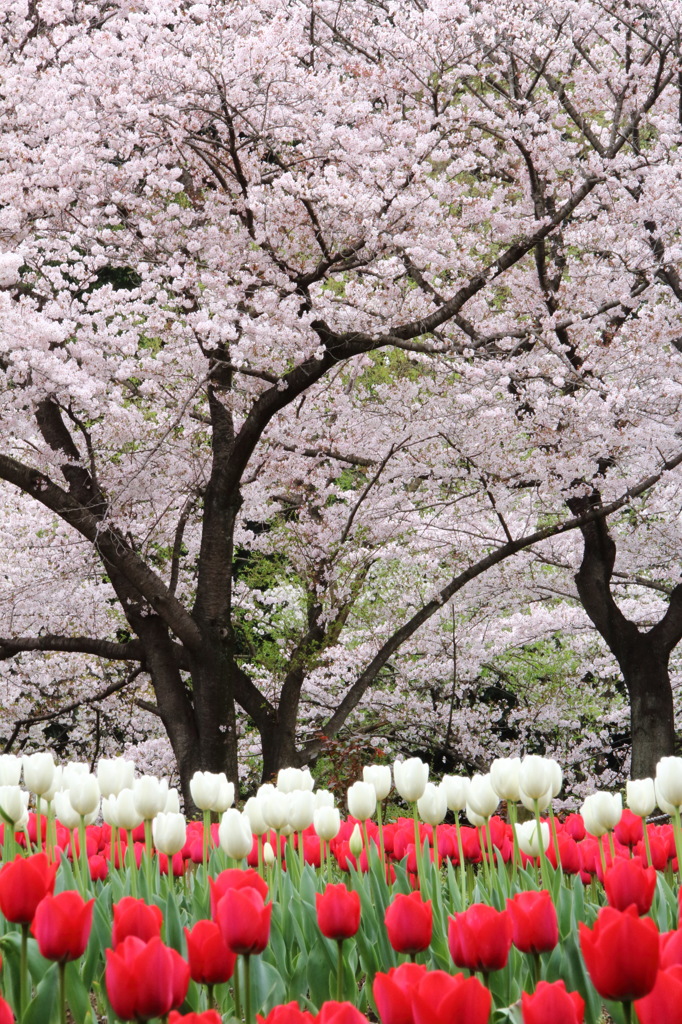 桜×チューリップ