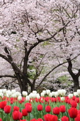 桜×チューリップ