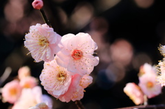 Plum blossom