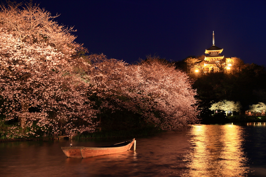 観桜の夕べ