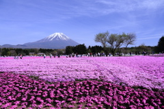 富士芝桜まつり④