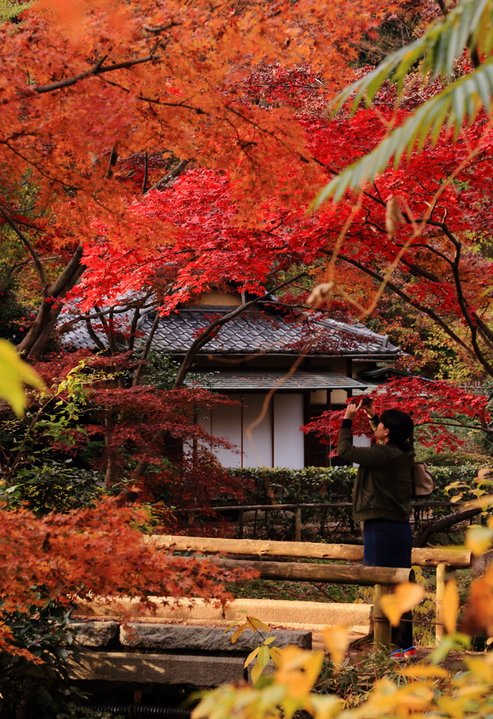 三渓園・紅葉②