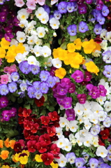 花の壁