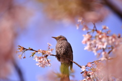 見つめる眼差し