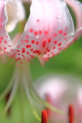Decorated not beauty