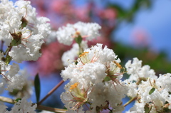 さるすべりの花
