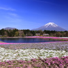 富士と芝桜
