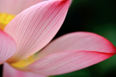 hasudesu