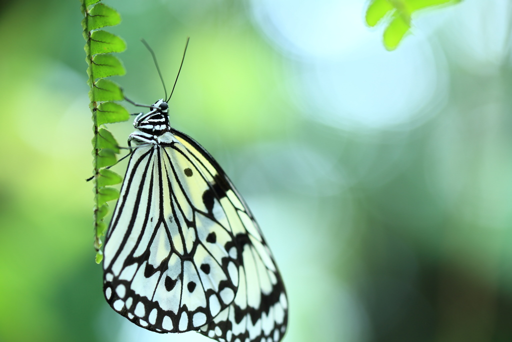 Graceflly