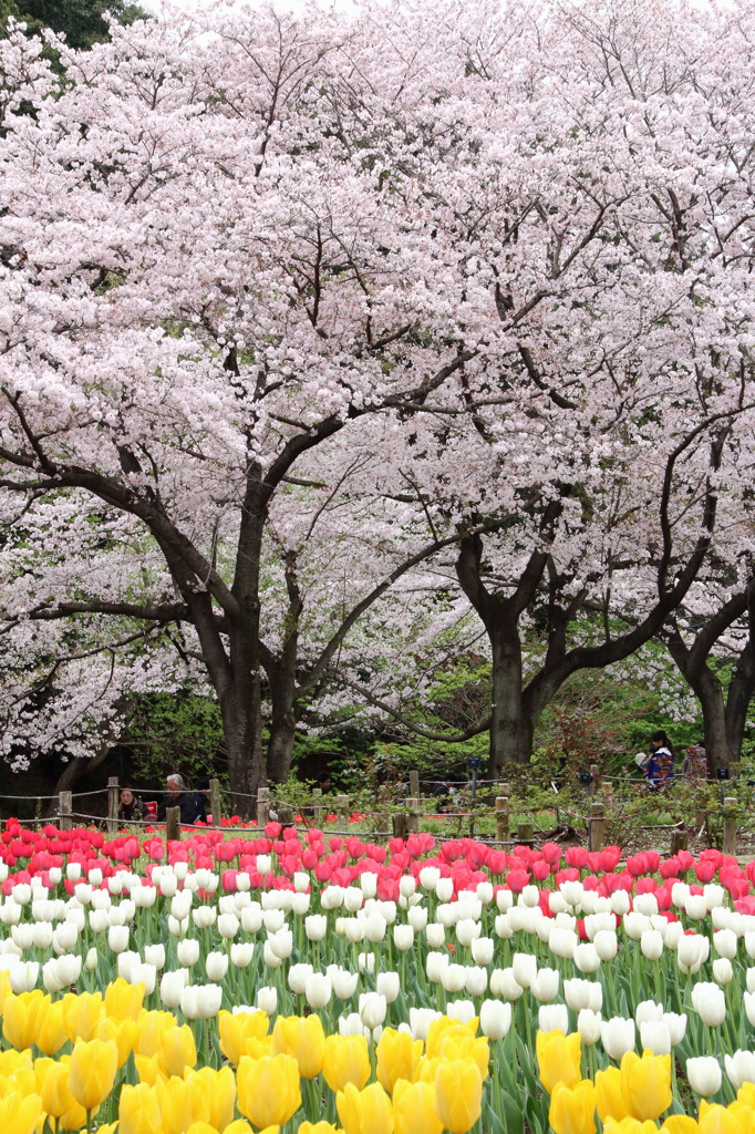 チューリップ×桜