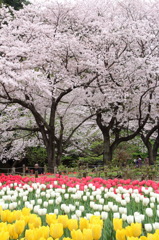 チューリップ×桜