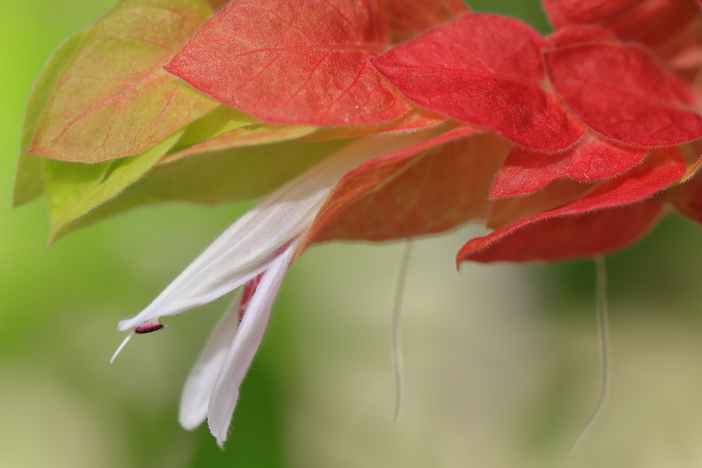 shrimp plant