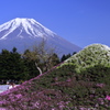 富士芝桜まつり③