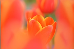Tulip