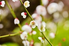 Japanese White Ume in Osaka Castle