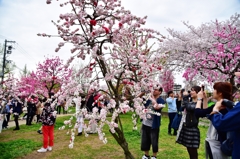 A beautiful spring day in Osaka Castle