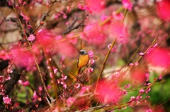 Japanese Ume in Osaka Castle Park