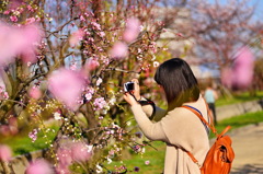 Peach Blossoms in Peach Blossom Garden 