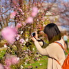 Peach Blossoms in Peach Blossom Garden 