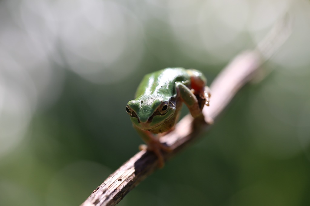 アマガエル