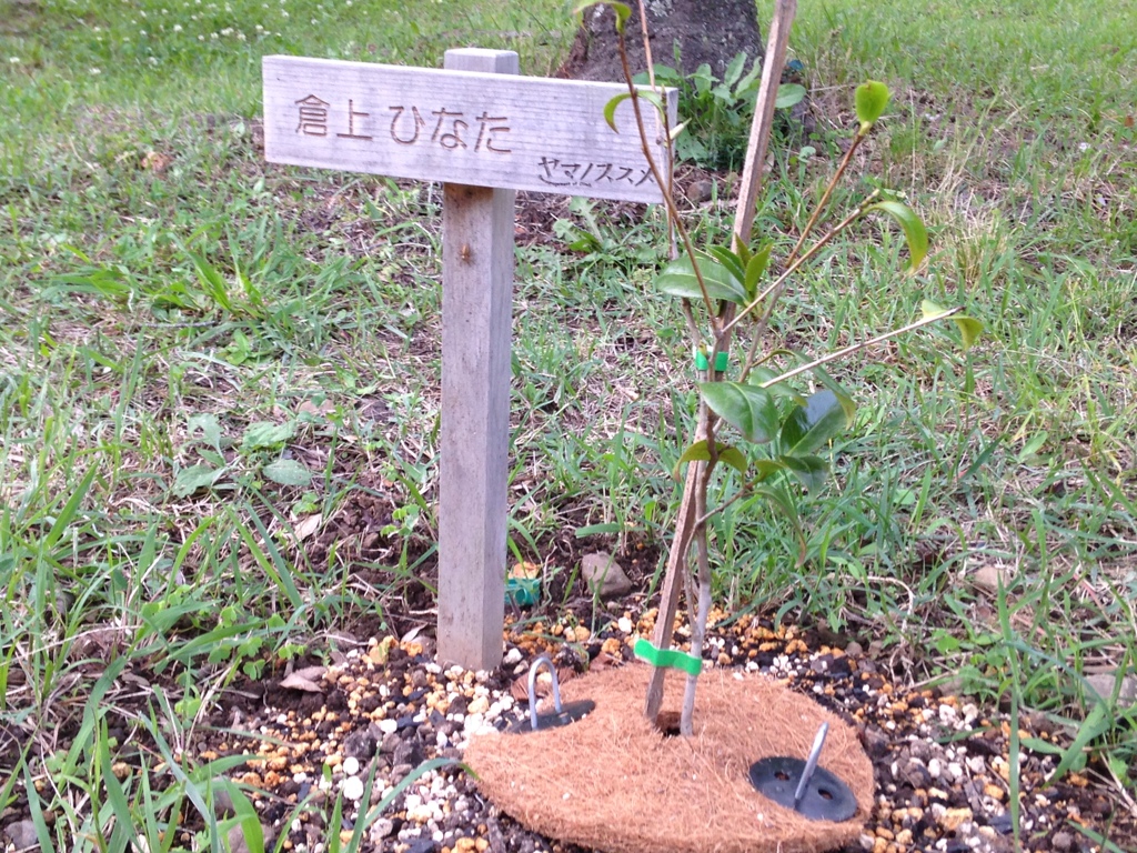 能仁寺　椿の苗木　倉上ひなた