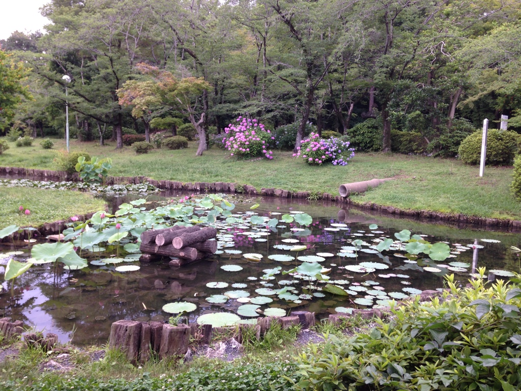 能仁寺　蓮沼とあじさい