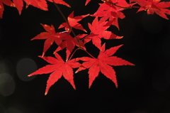 紅葉