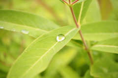 雨上がり