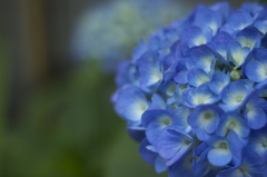 紫陽花